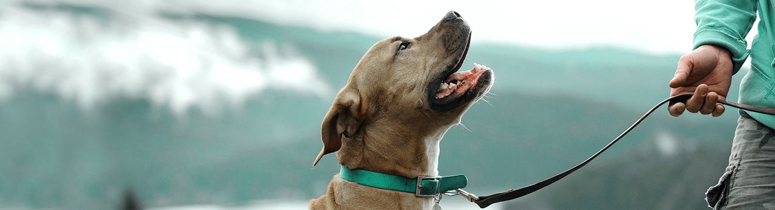 thomasville-veterinary-hospital-banner-3 thomasville-veterinary-hospital-banner-3