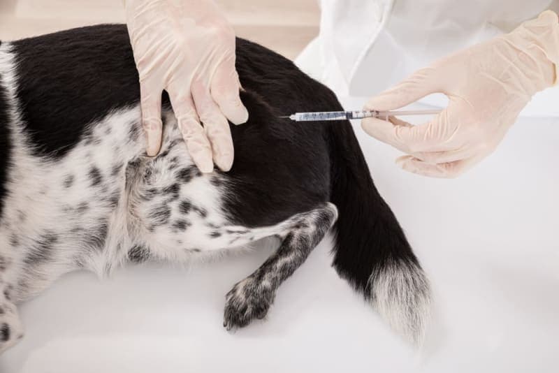Vaccine Reactions in Dogs: Everything You Should Know Vaccine Reactions in Dogs: Everything You Should Know