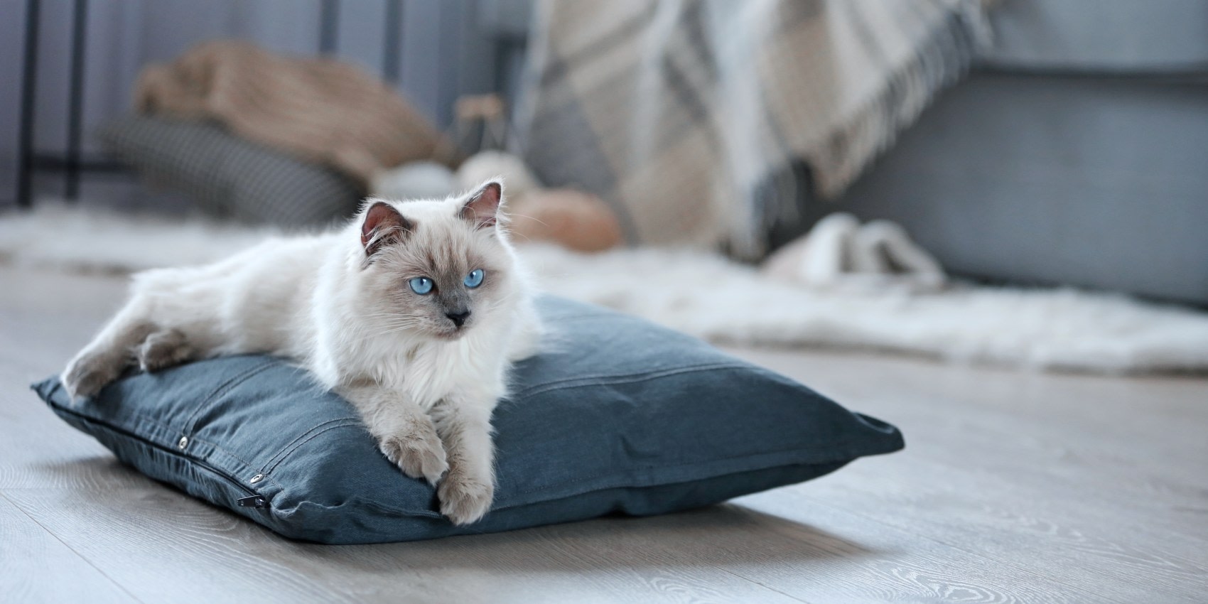 San Diego Bay Animal Hospital Hero Image San Diego Bay Animal Hospital Hero Image