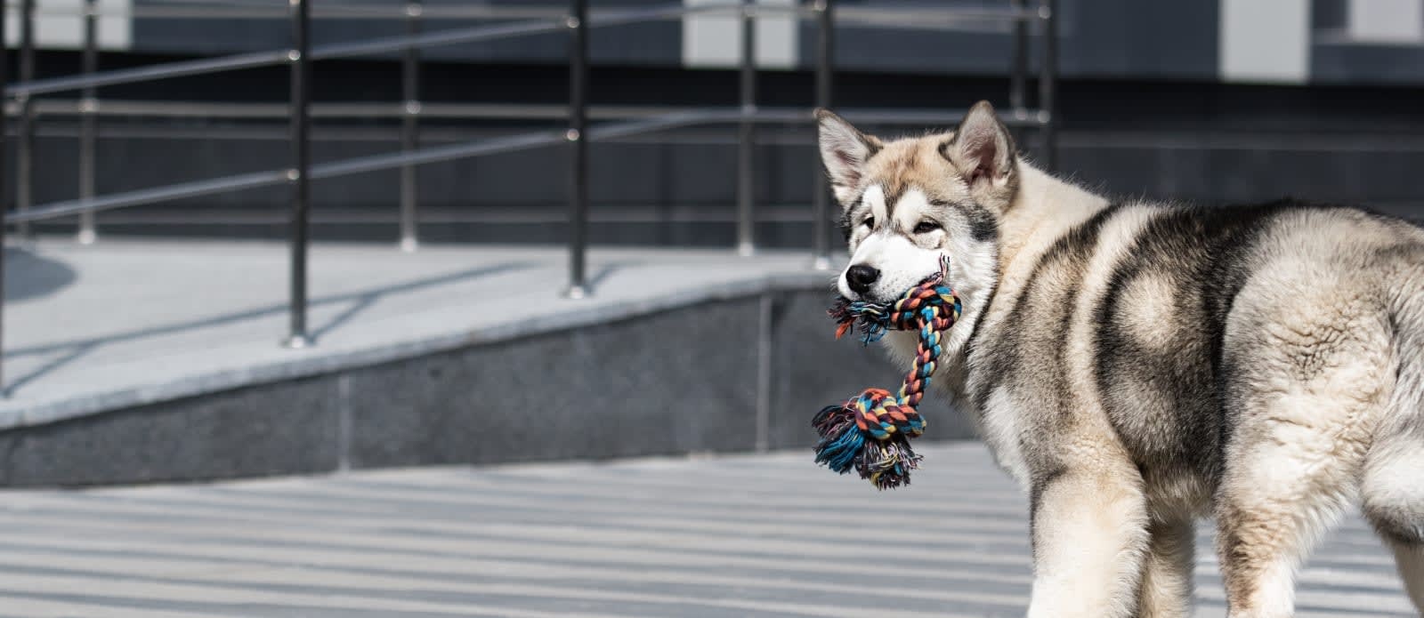 Kittrell Animal Hospital Hero Image Kittrell Animal Hospital Hero Image