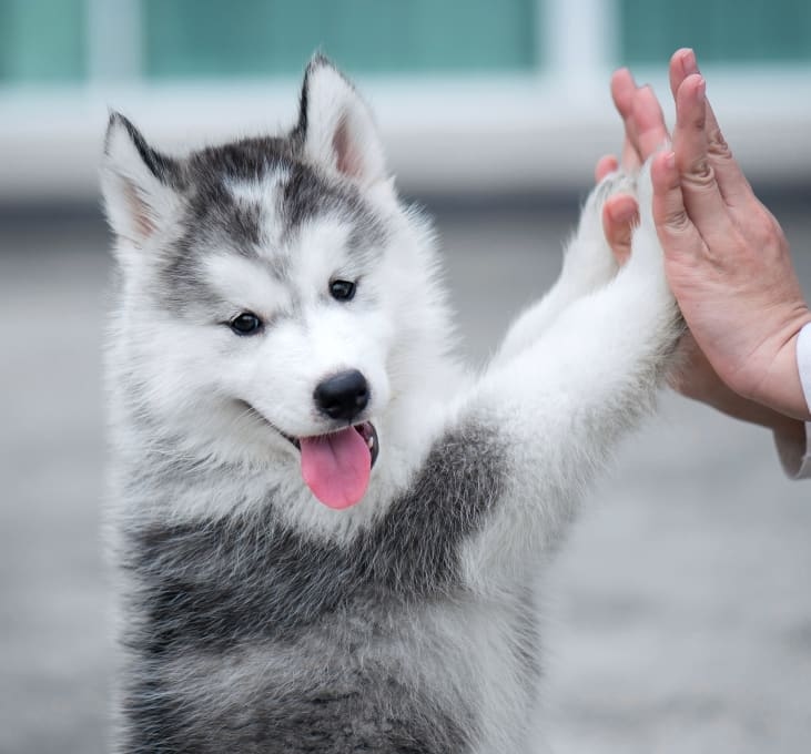 Northwest Austin Veterinary Center Hero Image Northwest Austin Veterinary Center Hero Image