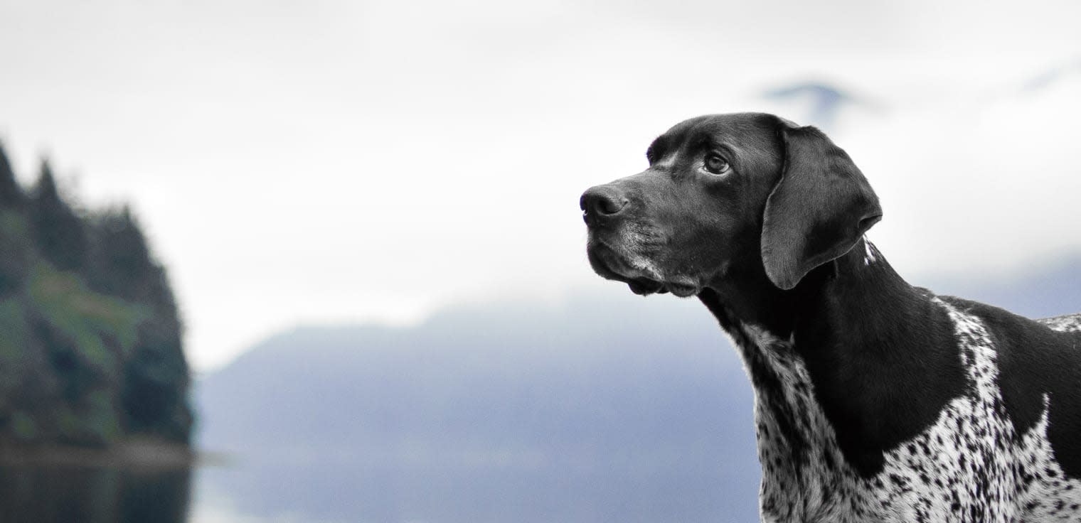 Cinder Rock Veterinary Clinic Hero Image Cinder Rock Veterinary Clinic Hero Image