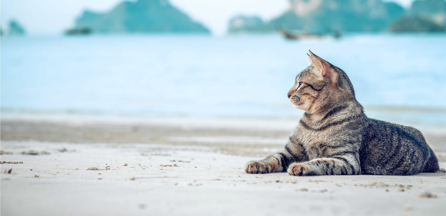 Companion Animal Hospital Hero Image Companion Animal Hospital Hero Image