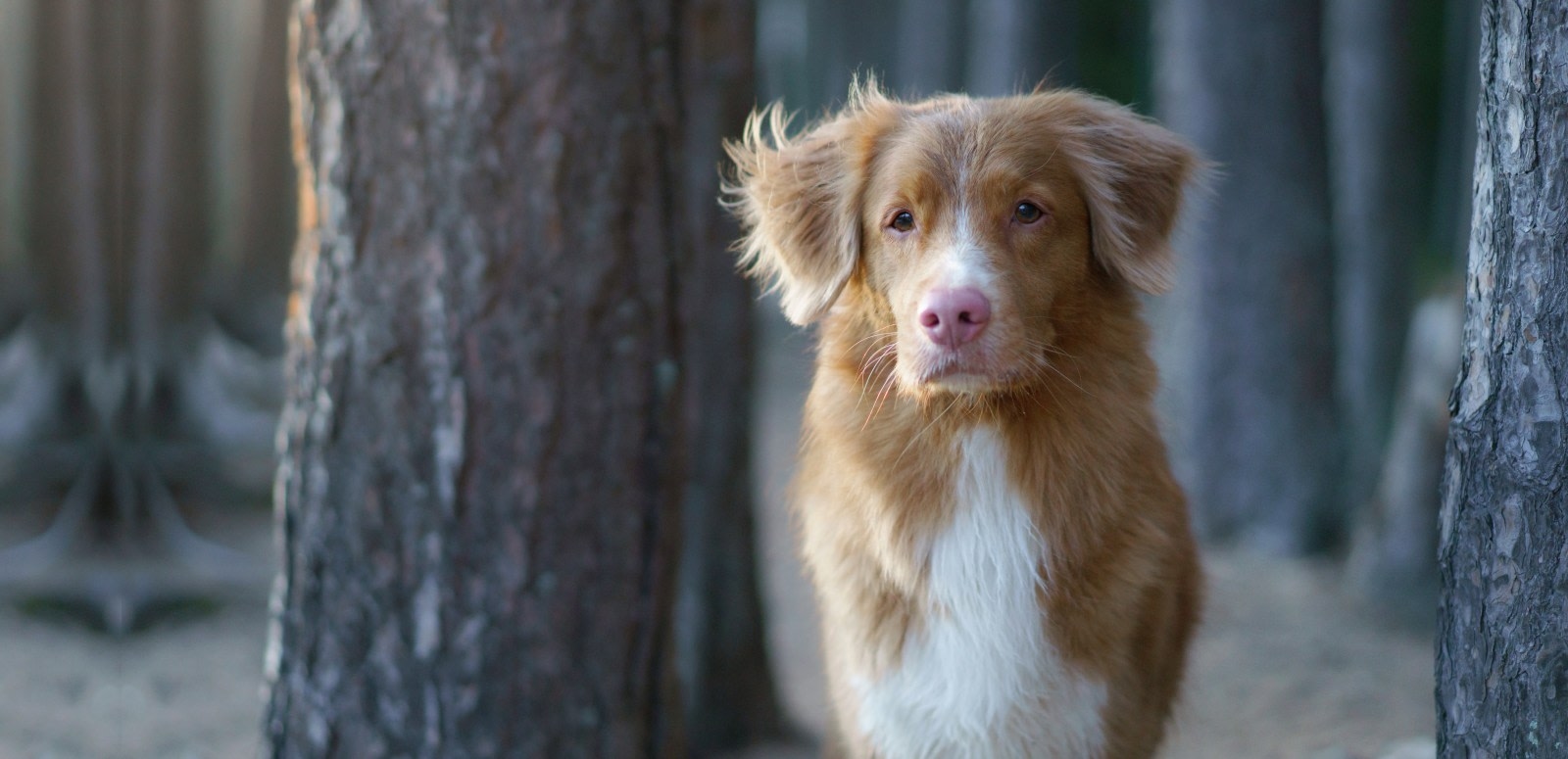 Clackamas Pet Clinic Hero Image Clackamas Pet Clinic Hero Image