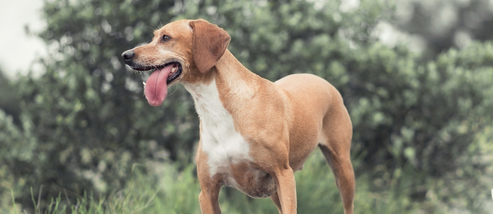 Welcome to Badger Veterinary Hospital Hero Image Welcome to Badger Veterinary Hospital Hero Image