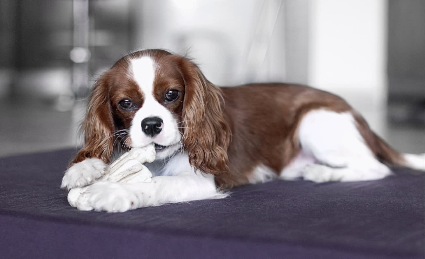 White House Animal Hospital Hero Image White House Animal Hospital Hero Image