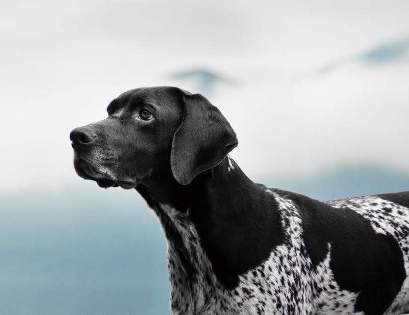 Siskiyou Veterinary Hospital Hero Image Siskiyou Veterinary Hospital Hero Image