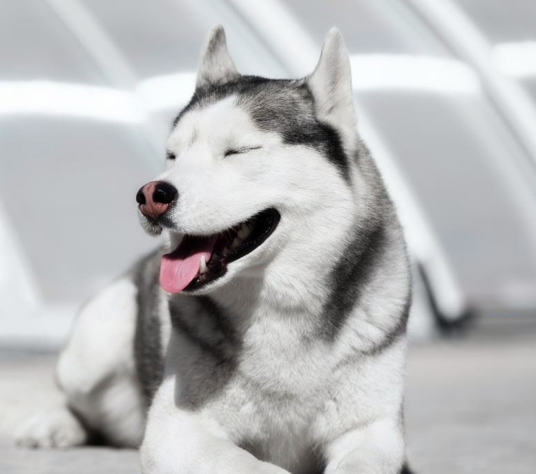 Veterinary Healthcare Center Hero Image Veterinary Healthcare Center Hero Image