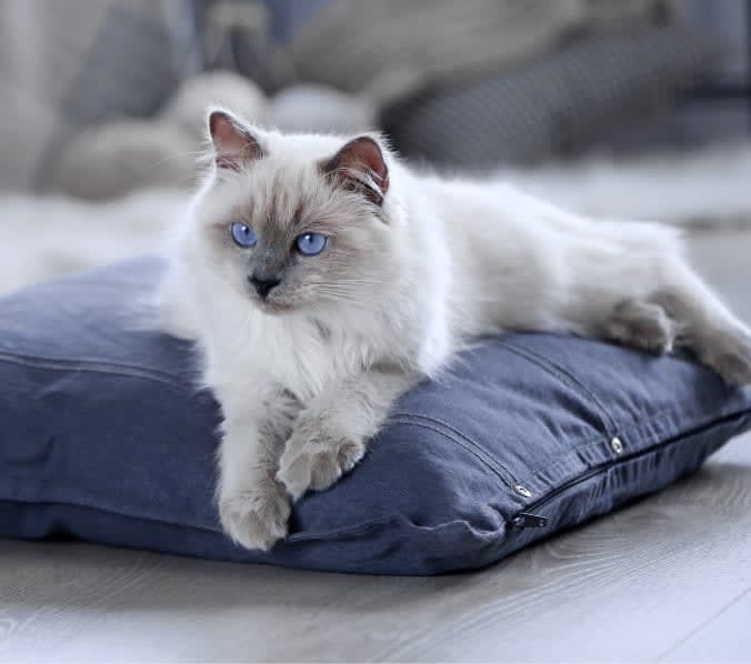 New Hope Animal Hospital Hero Image New Hope Animal Hospital Hero Image