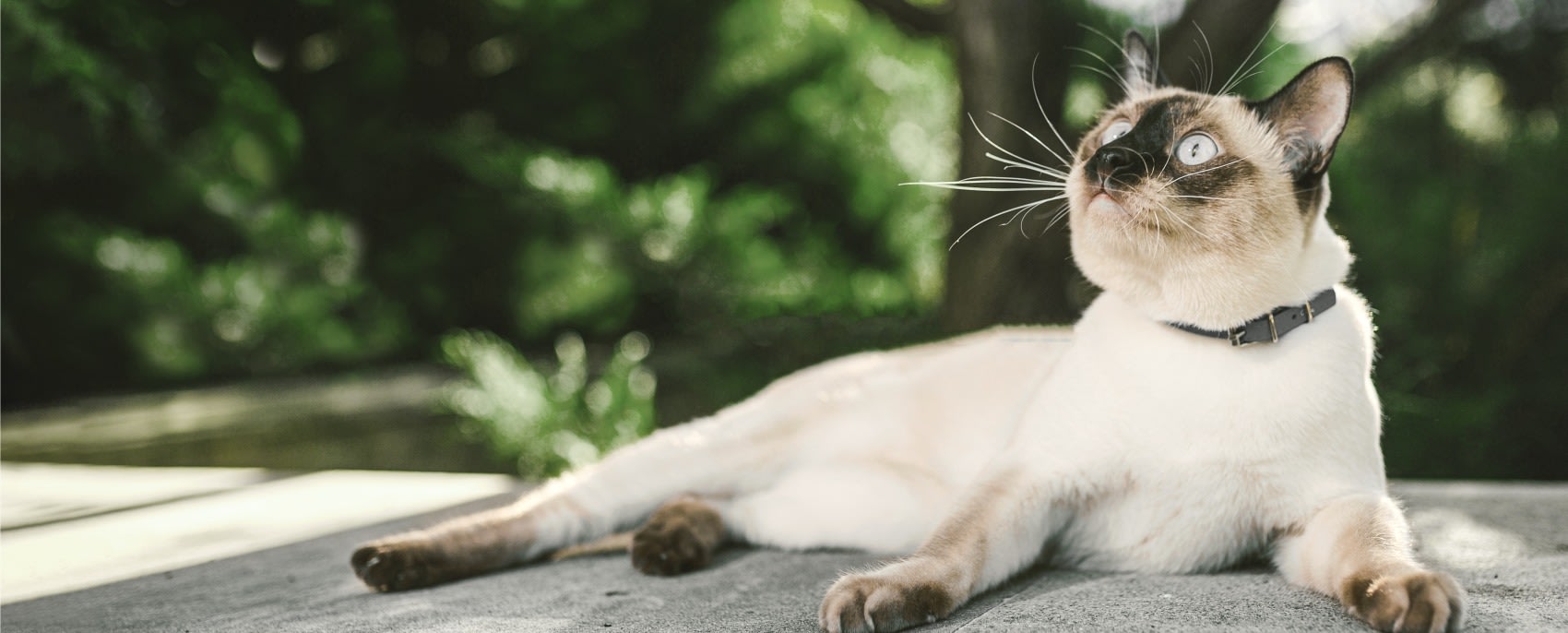 Holland Veterinary Hospital Hero Image Holland Veterinary Hospital Hero Image