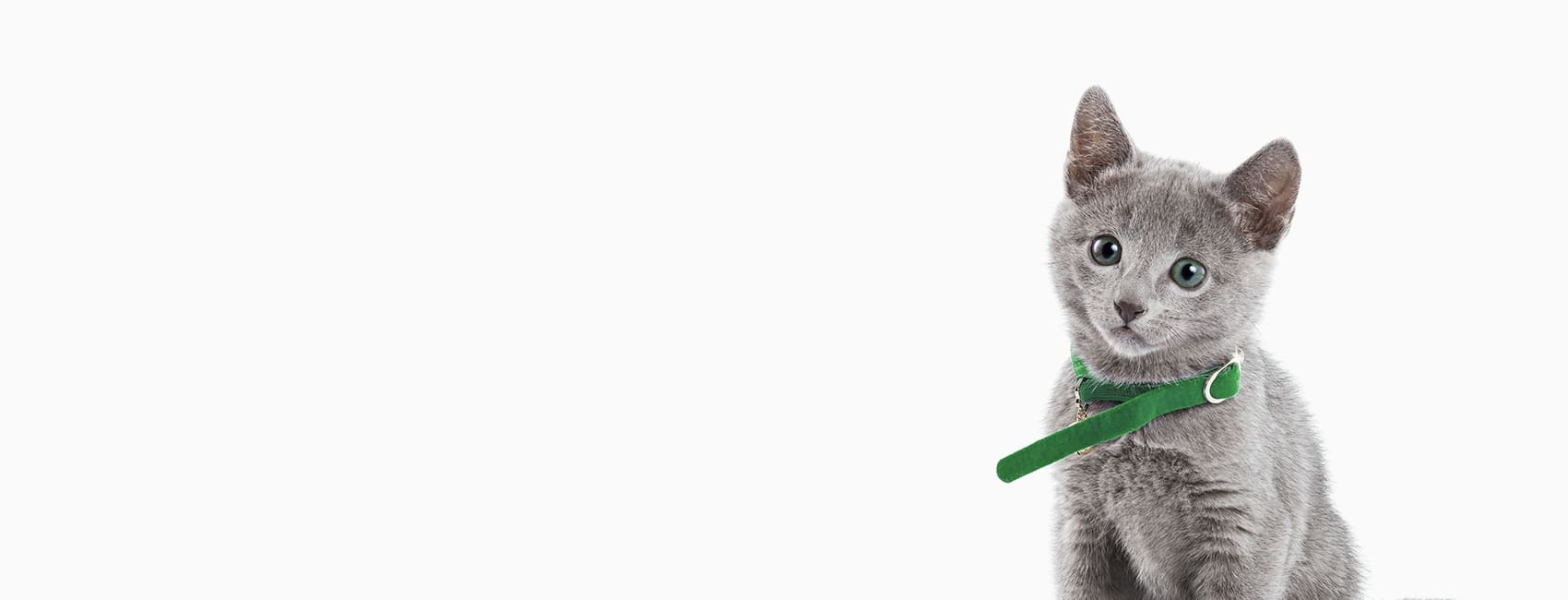 Hermitage Animal Clinic Hero Image Hermitage Animal Clinic Hero Image