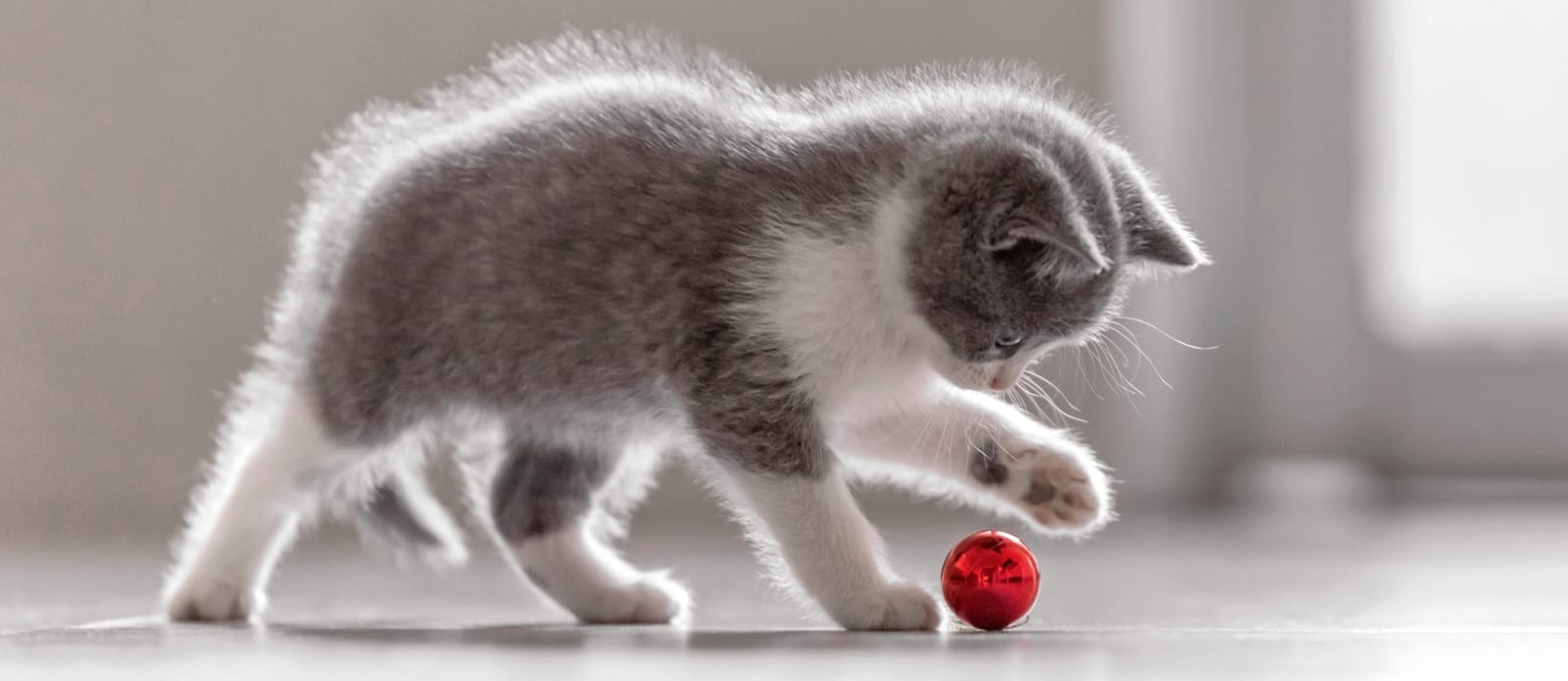 Cat and Cow Vet Clinic Hero Image Cat and Cow Vet Clinic Hero Image