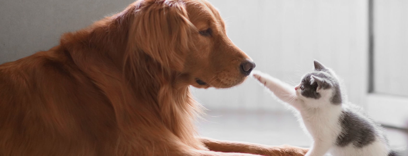 Southborough Veterinary Hospital Hero Image Southborough Veterinary Hospital Hero Image