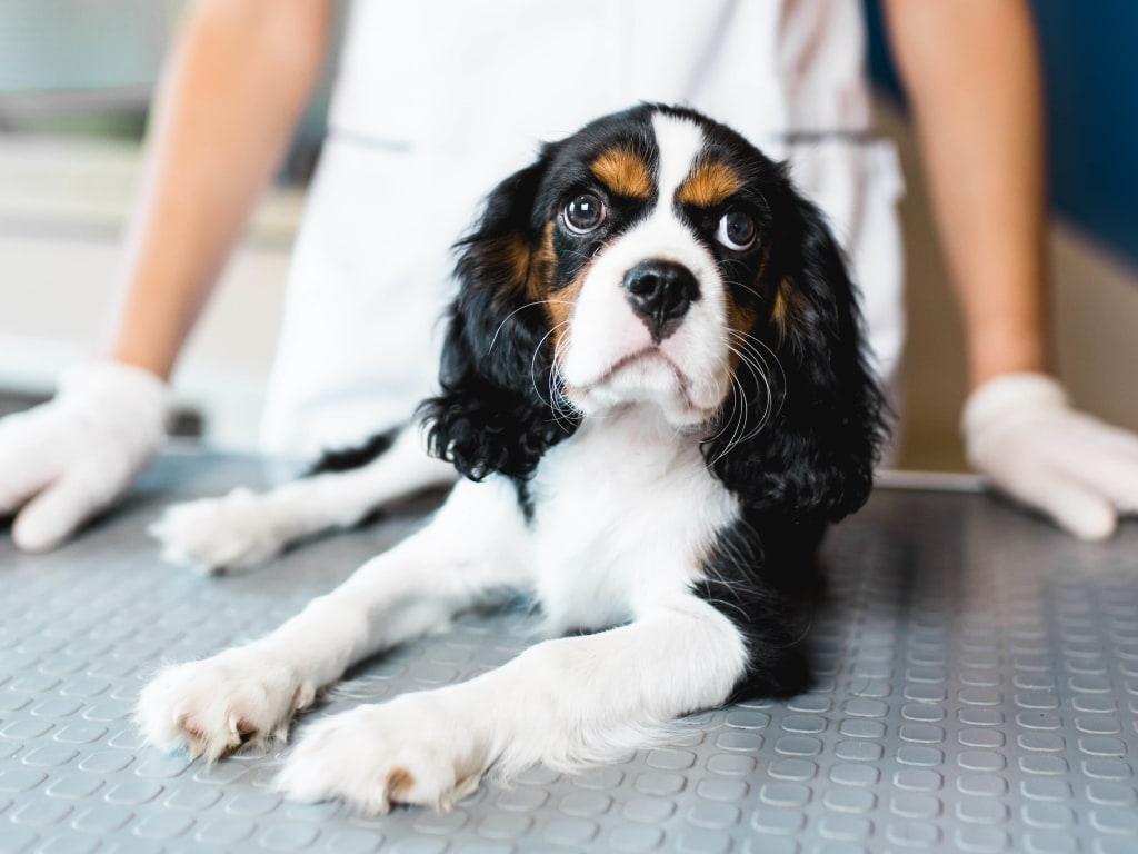 Welcome to Veterinary Medical And Surgical Group–OC Hero Image Welcome to Veterinary Medical And Surgical Group–OC Hero Image