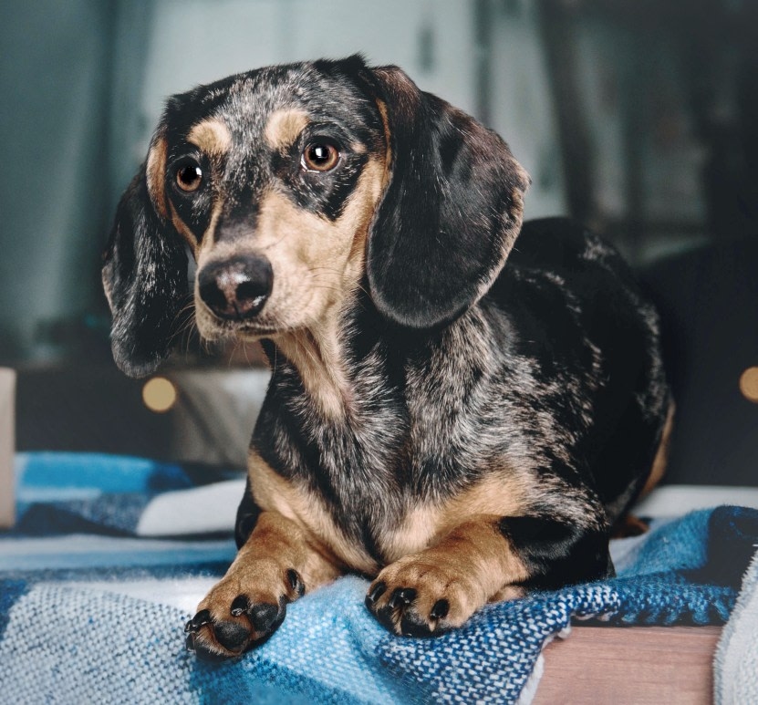 Ridgemont Animal Hospital Hero Image Ridgemont Animal Hospital Hero Image