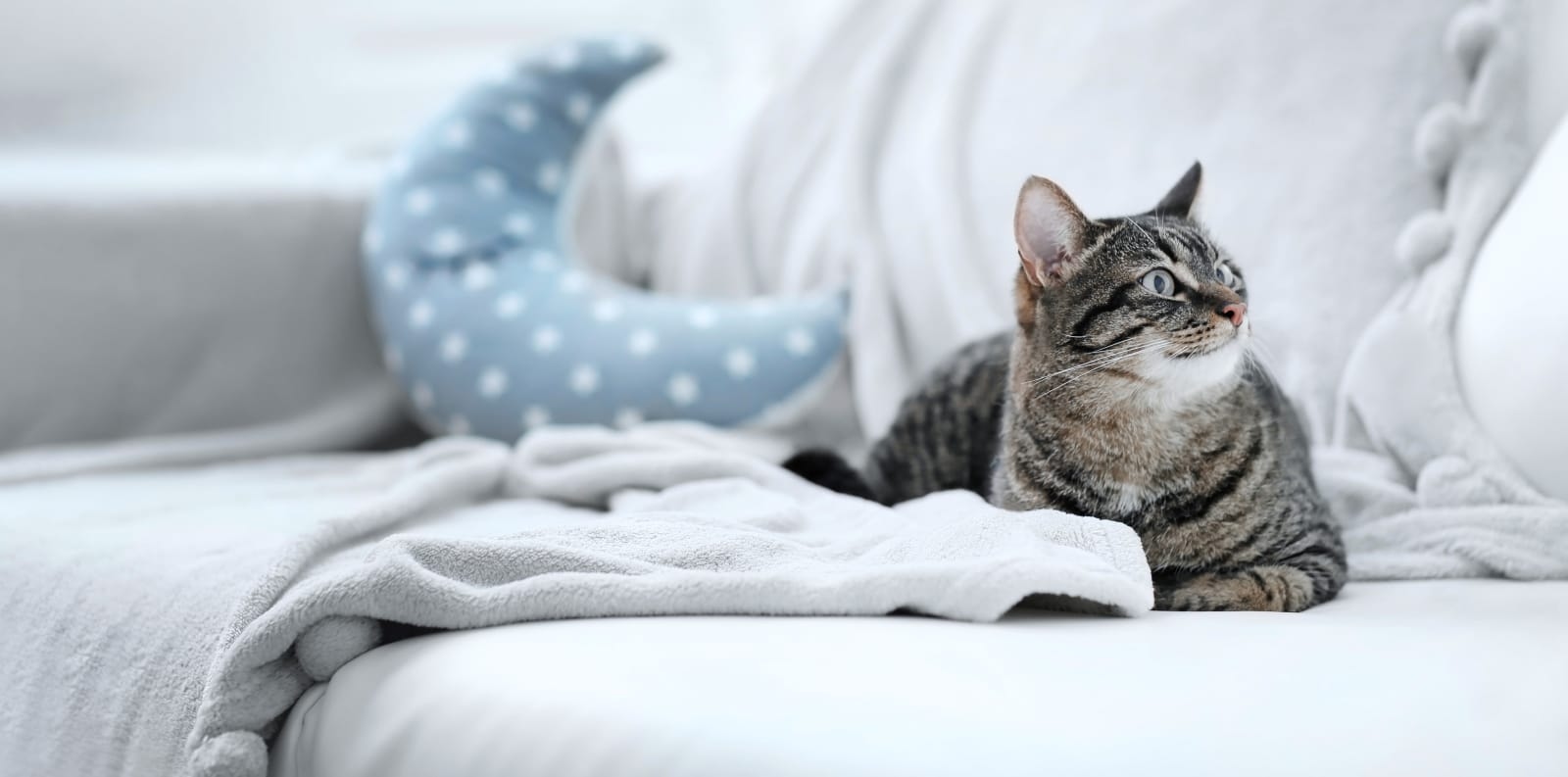 Irvine Pet Hospital Hero Image Irvine Pet Hospital Hero Image