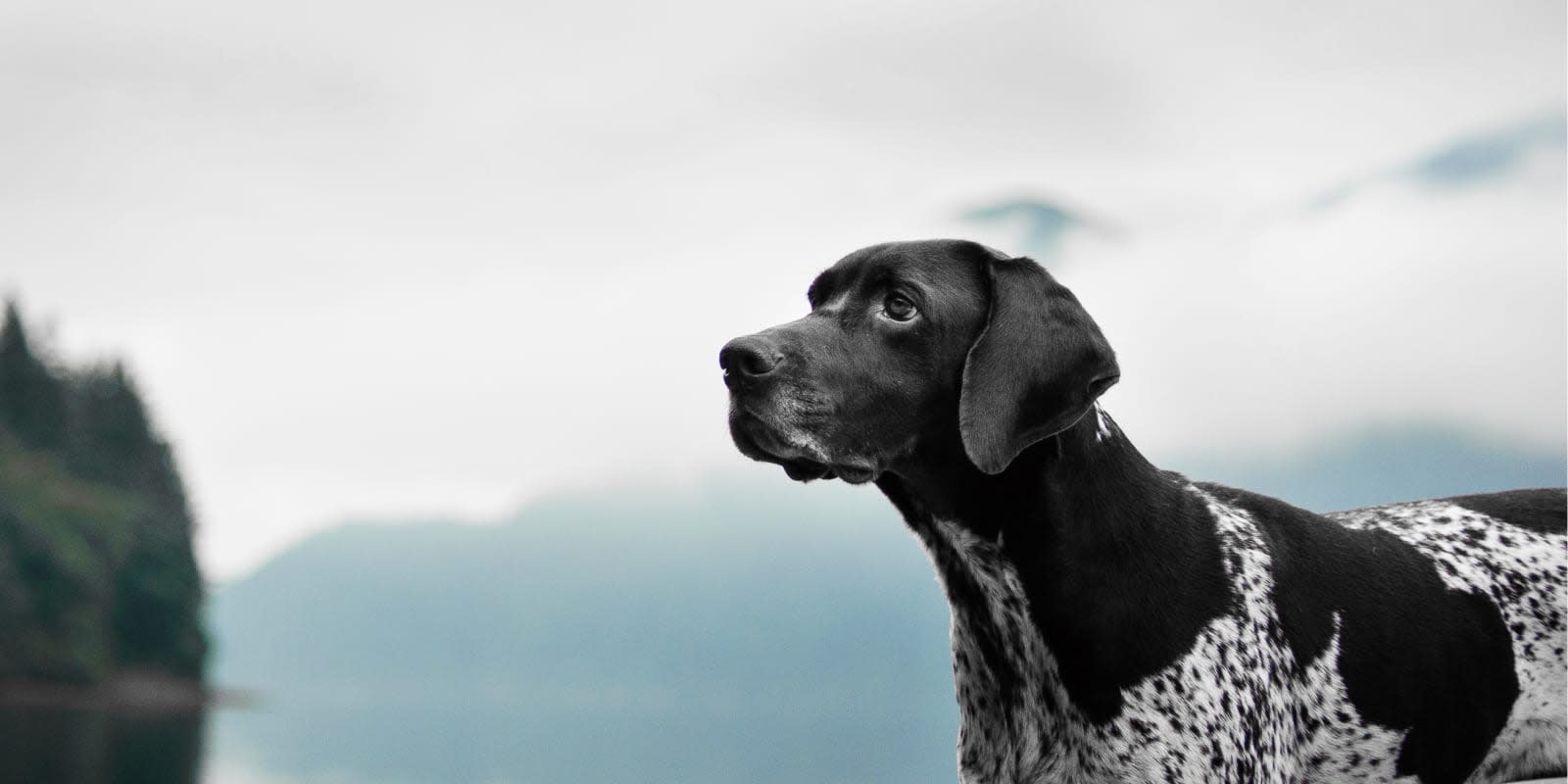 Loving Hands Animal Clinic & Pet Resort Hero Image Loving Hands Animal Clinic & Pet Resort Hero Image