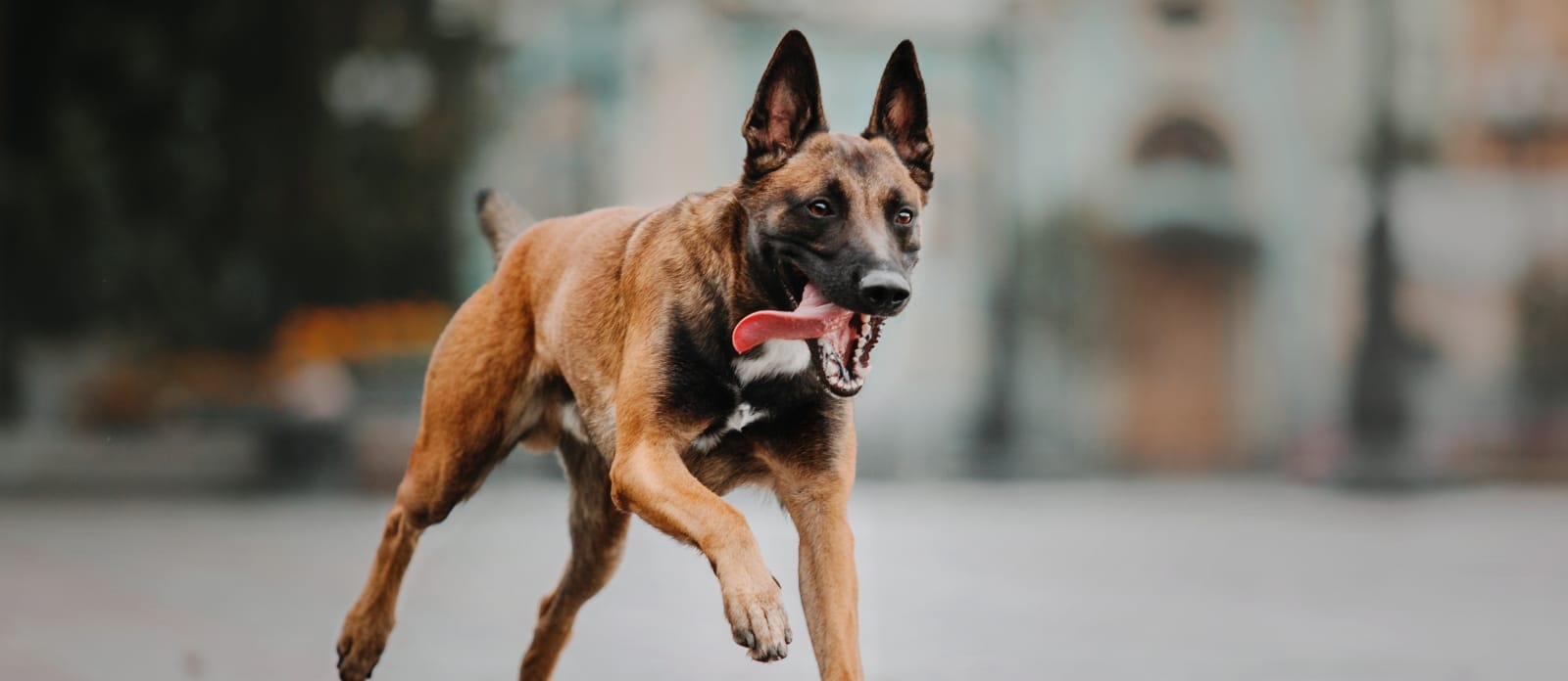 Caring Hands Veterinary Hospital Hero Image Caring Hands Veterinary Hospital Hero Image