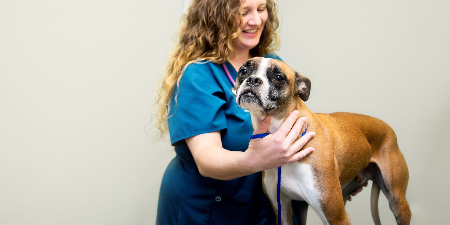 Western Carolina Animal Hospital Hero Image Western Carolina Animal Hospital Hero Image
