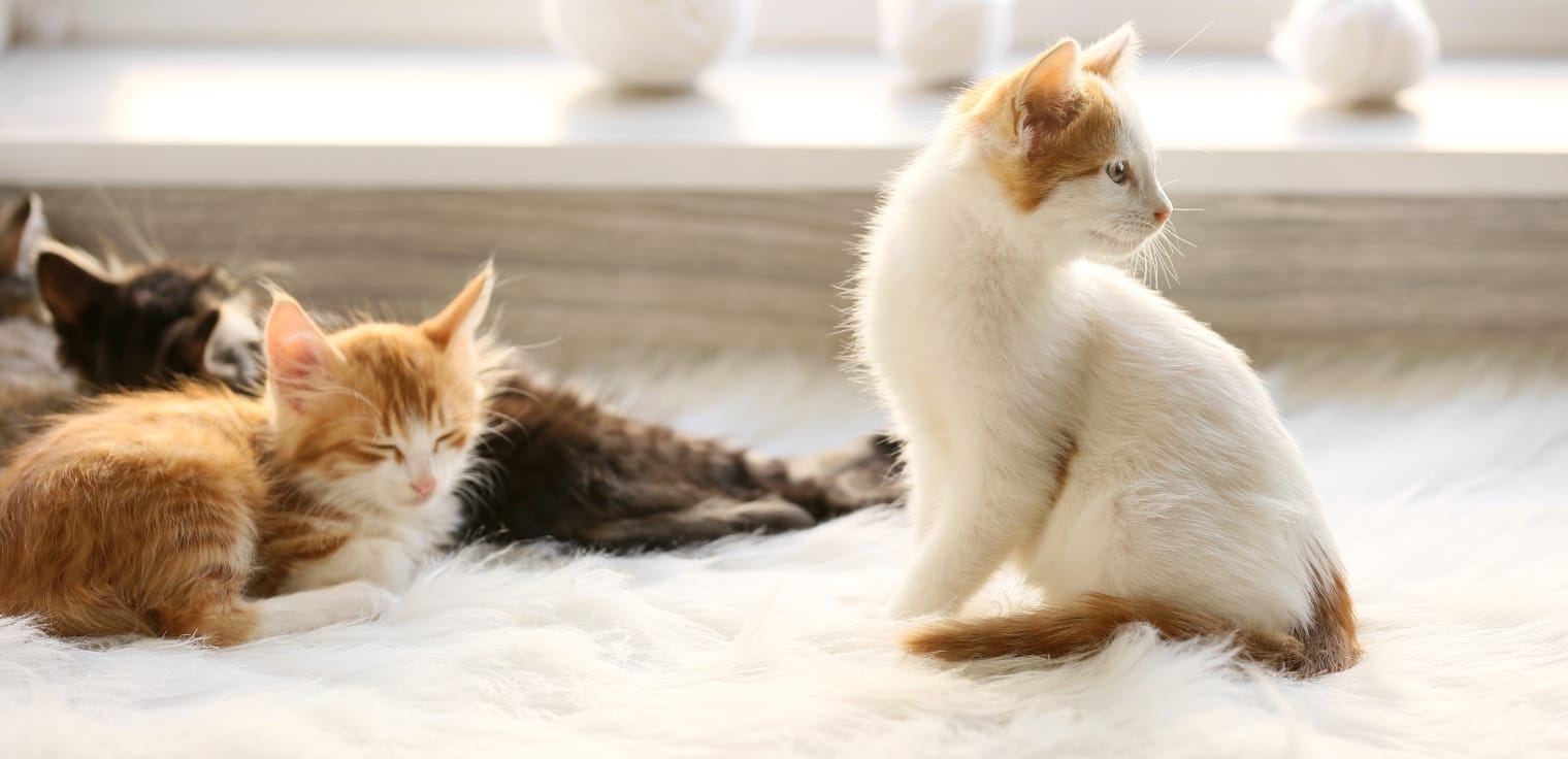 Hope Crossing Animal Hospital Hero Image Hope Crossing Animal Hospital Hero Image