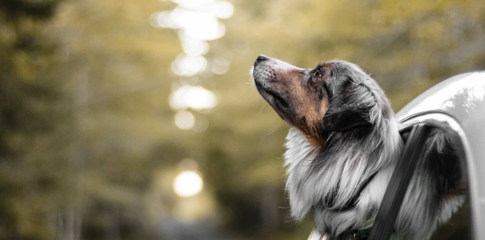Statesboro Bulloch Regional Veterinary Hospital Hero Image Statesboro Bulloch Regional Veterinary Hospital Hero Image