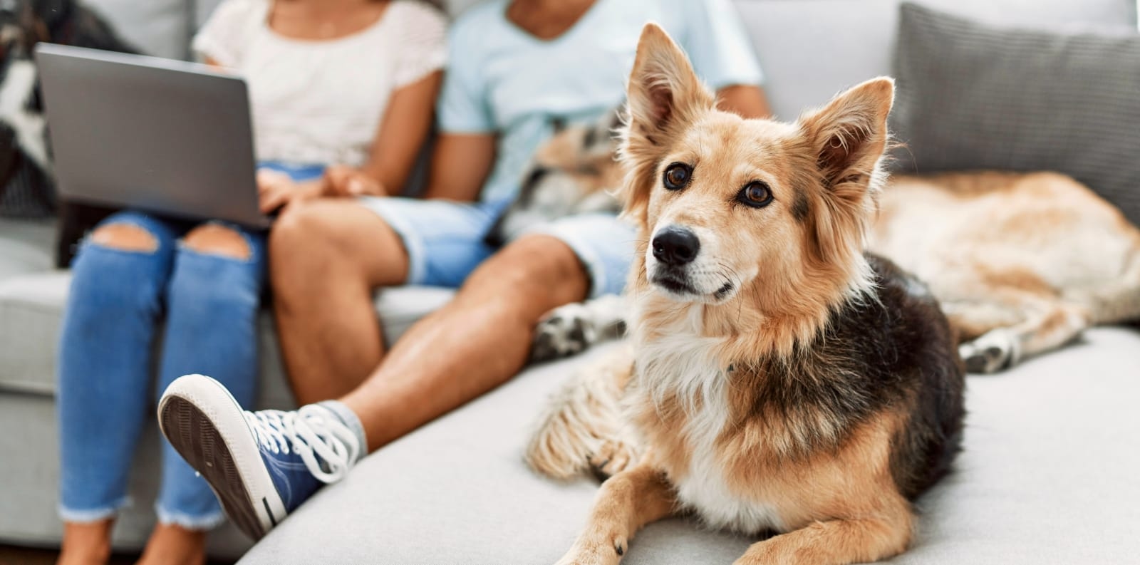 East Orlando Animal Hospital Hero Image East Orlando Animal Hospital Hero Image