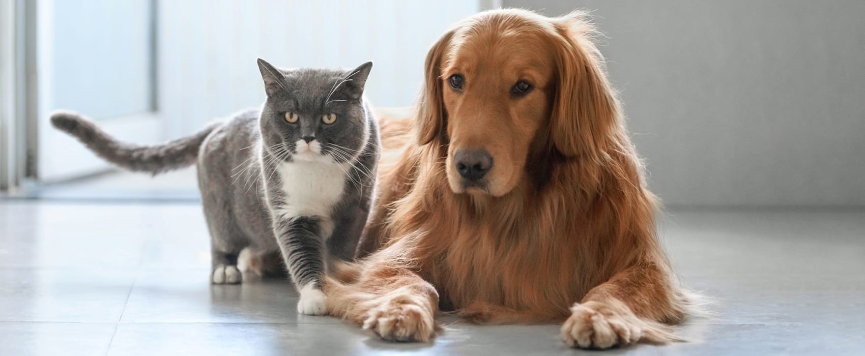 North Madison Animal Hospital Hero Image North Madison Animal Hospital Hero Image