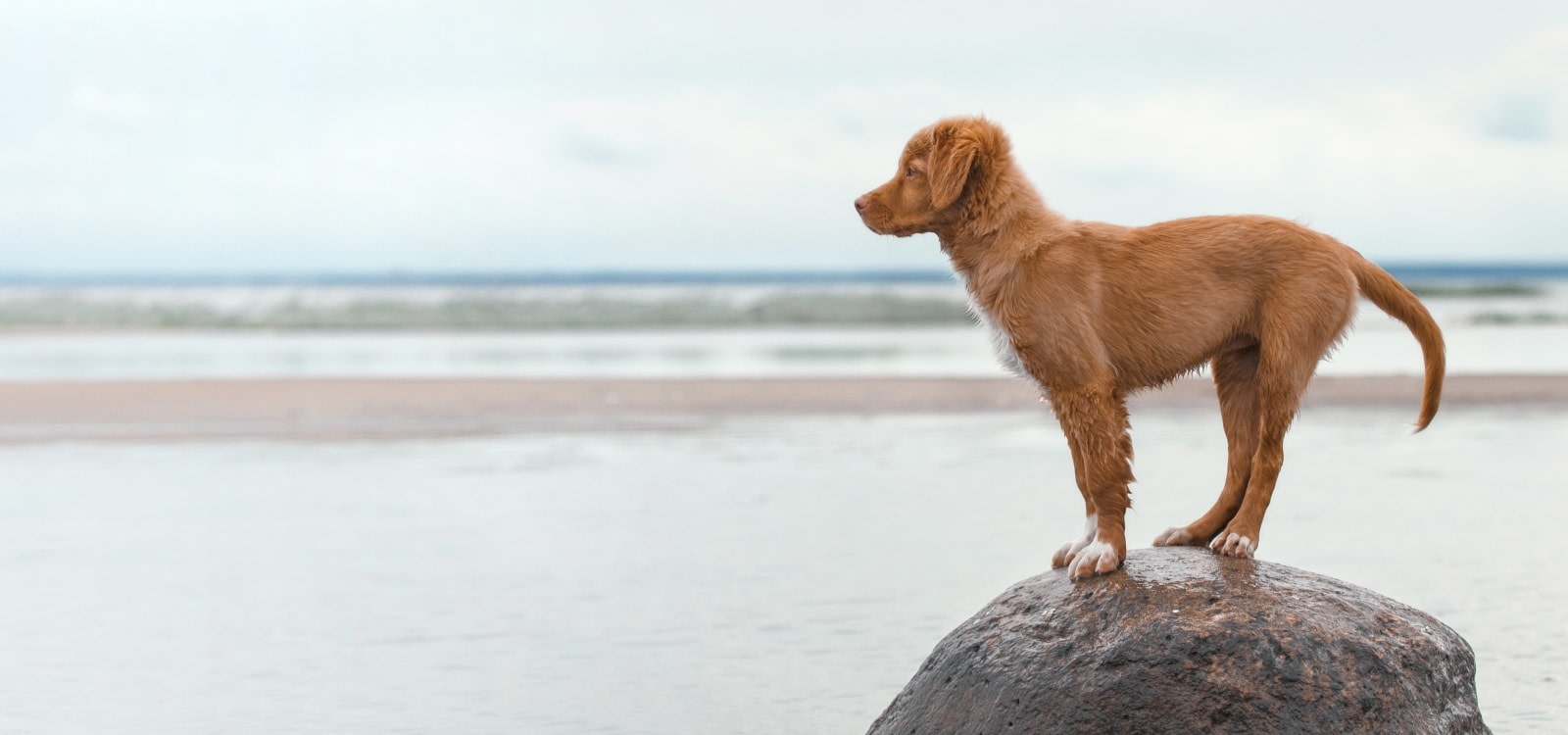 Stoney Creek Veterinary Hospital Hero Image Stoney Creek Veterinary Hospital Hero Image