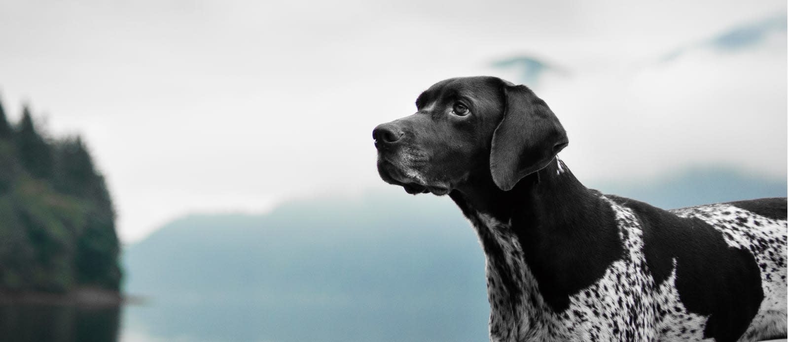 All Pets Veterinary Hospital Hero Image All Pets Veterinary Hospital Hero Image