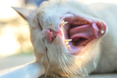 Gingivitis in Cats: Symptoms, Causes & Treatments Gingivitis in Cats: Symptoms, Causes & Treatments