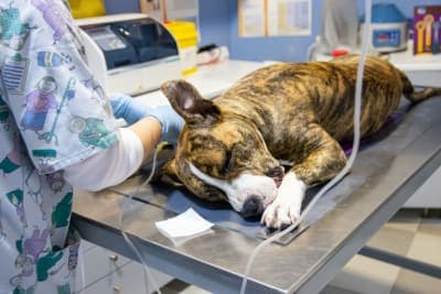 Anesthesia for Dogs Anesthesia for Dogs